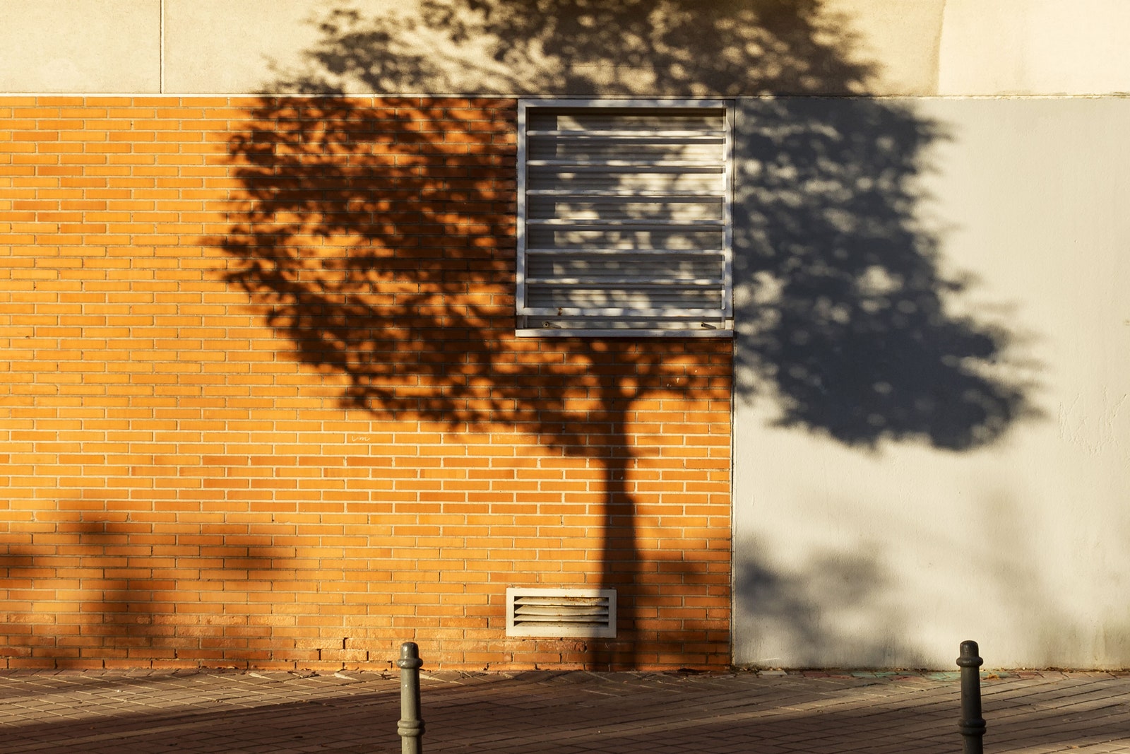 Only the Hardiest Trees Can Survive Today’s Urban Inferno